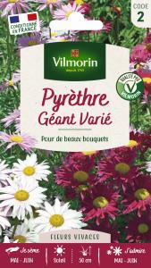 Pyrèthre Géant varié
